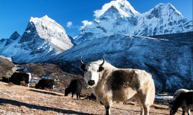 Langtang Valley trek