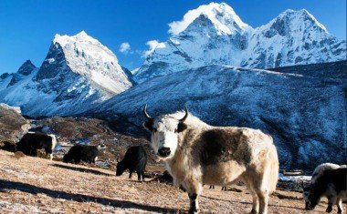 Langtang Valley trek