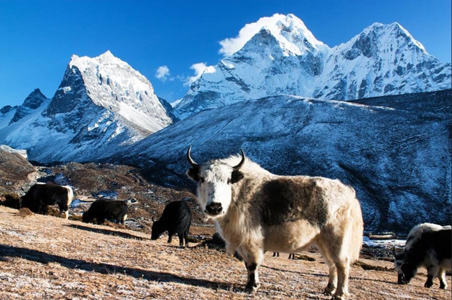 Langtang Valley trek