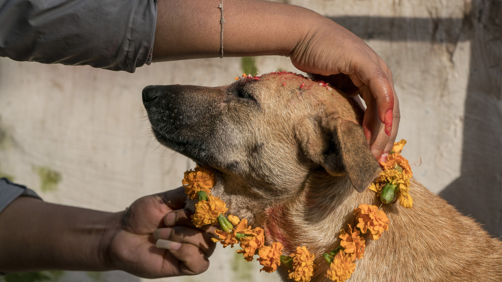 Kukur (Dog) Puja